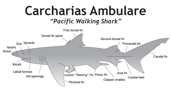 Pacific-Walking-Shark